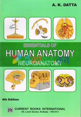 Essentials of Human Anatomy Neuroanatomy
