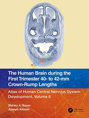 The Human Brain during the First Trimester (Color)