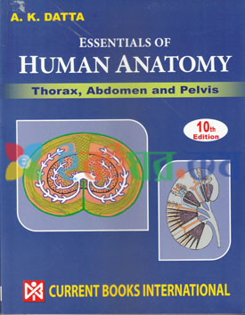 Essentials of Human Anatomy Thorax, Abdomen and Pelvis (Color)