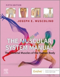 The Muscular System Manual (Color)
