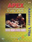 Apex Anatomy Viva